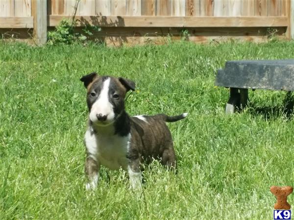 Bull Terrier puppy for sale